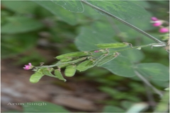 Pseudarthria viscida